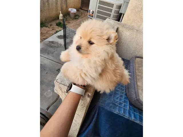 Purebred Male Pomeranian puppy for sale - 4/8