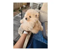 Purebred Male Pomeranian puppy for sale - 4
