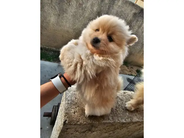 Purebred Male Pomeranian puppy for sale - 5/8