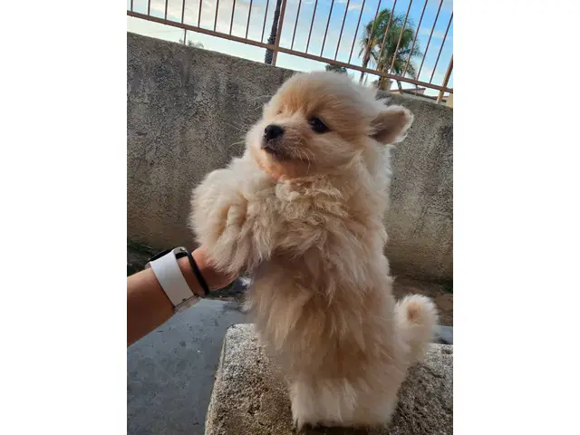 Purebred Male Pomeranian puppy for sale - 6/8