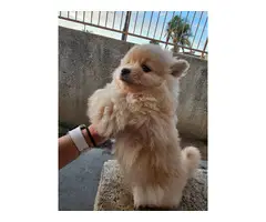 Purebred Male Pomeranian puppy for sale - 6
