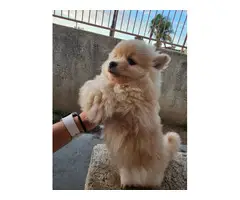 Purebred Male Pomeranian puppy for sale - 7