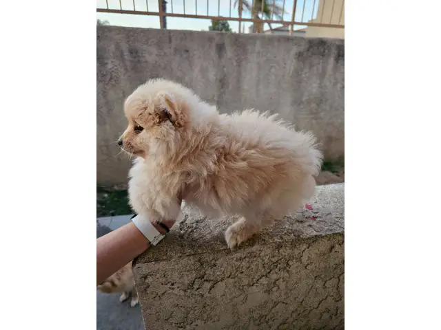 Purebred Male Pomeranian puppy for sale - 8/8