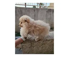 Purebred Male Pomeranian puppy for sale - 8
