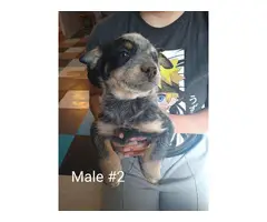 3 male and 3 female Blue heeler puppies - 3
