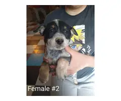 3 male and 3 female Blue heeler puppies - 5