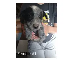 3 male and 3 female Blue heeler puppies - 6