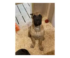 4 ICCF registered Cane Corso puppies for sale - 2