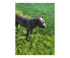 4 ICCF registered Cane Corso puppies for sale - 8