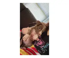Pitbull mastiff mix puppy