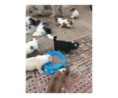 Hypoallergenic Lhasa Apso puppies