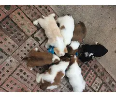 Hypoallergenic Lhasa Apso puppies - 2