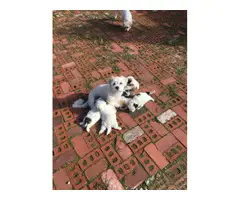 Hypoallergenic Lhasa Apso puppies - 5