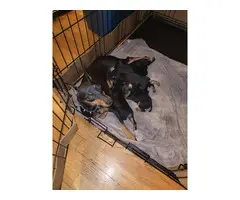 5 Miniature Pinscher puppies available for good homes