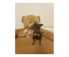 5 Miniature Pinscher puppies available for good homes - 2
