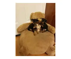 5 Miniature Pinscher puppies available for good homes - 4