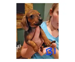 2 cute male miniature dachshund puppies available