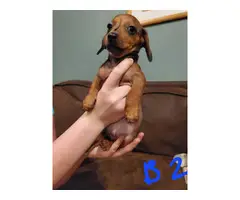2 cute male miniature dachshund puppies available - 2