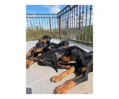 Full-blooded European Doberman puppies
