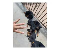 Full-blooded European Doberman puppies - 3