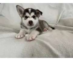 5 Shepsky puppies looking for homes - 2