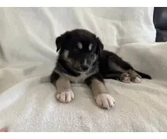 5 Shepsky puppies looking for homes - 5