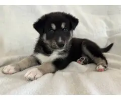 5 Shepsky puppies looking for homes - 8