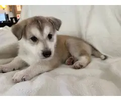 5 Shepsky puppies looking for homes - 9