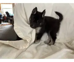 5 Shepsky puppies looking for homes - 10