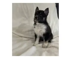 5 Shepsky puppies looking for homes - 11