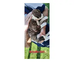 Bullboxer mix puppies for sale - 2