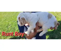 Bullboxer mix puppies for sale - 6