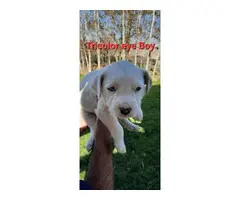 Bullboxer mix puppies for sale - 7