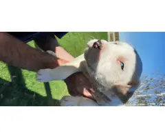 Bullboxer mix puppies for sale - 8