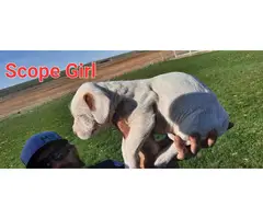 Bullboxer mix puppies for sale - 14