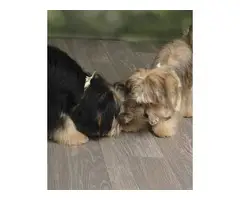 2 incredibly cute Shorkie puppies for sale - 2