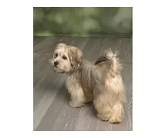 2 incredibly cute Shorkie puppies for sale - 6