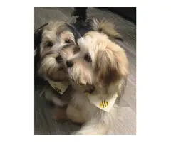 2 incredibly cute Shorkie puppies for sale - 7