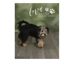 2 incredibly cute Shorkie puppies for sale - 8