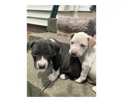 3 male & 1 female Pitbull puppies - 5