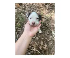 3 male & 1 female Pitbull puppies - 6