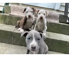 3 male & 1 female Pitbull puppies - 9