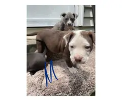 3 male & 1 female Pitbull puppies - 12