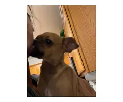 4 months Chihuahua/Pug puppy - 7