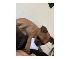 4 months Chihuahua/Pug puppy - 9