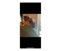 4 months Chihuahua/Pug puppy - 10