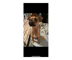 4 months Chihuahua/Pug puppy - 11