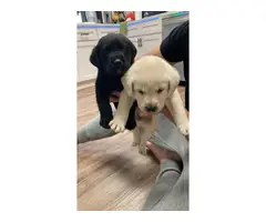 8 Labrador Retriever puppies for sale