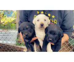 8 Labrador Retriever puppies for sale - 2