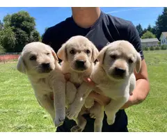 8 Labrador Retriever puppies for sale - 5